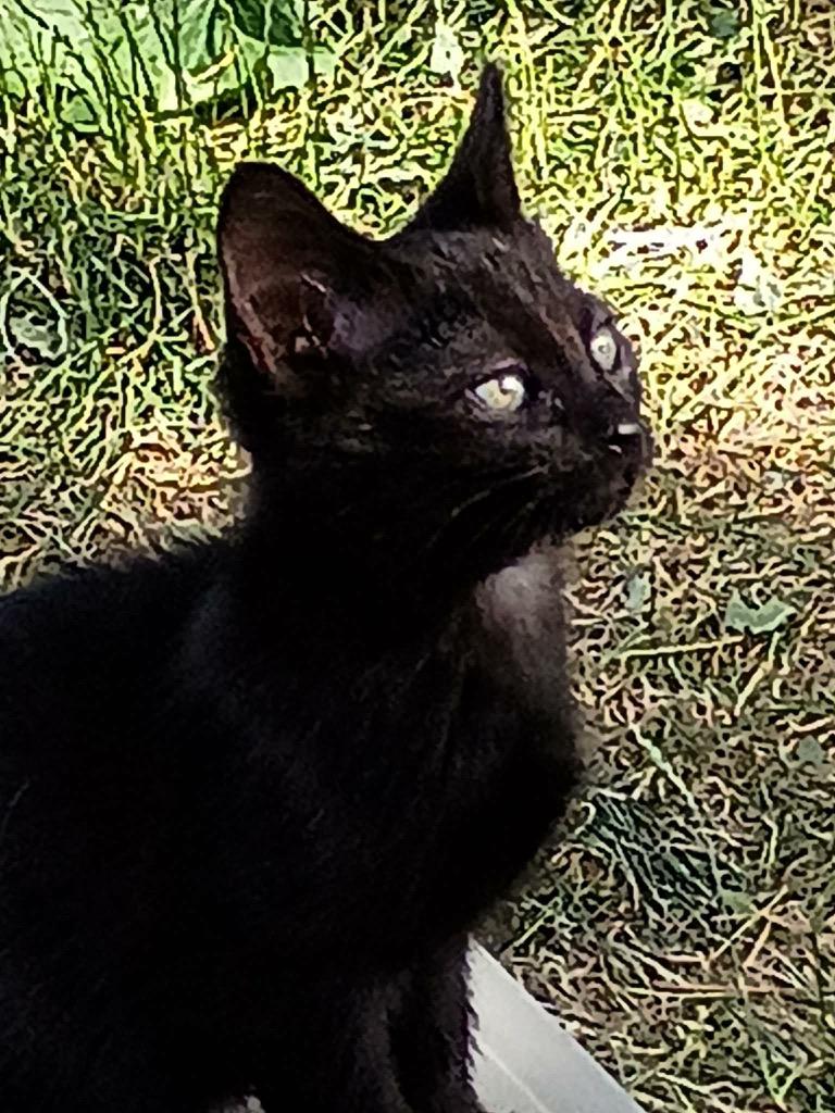 Tomato, Adoptable, Kitten Female Domestic Short Hair.