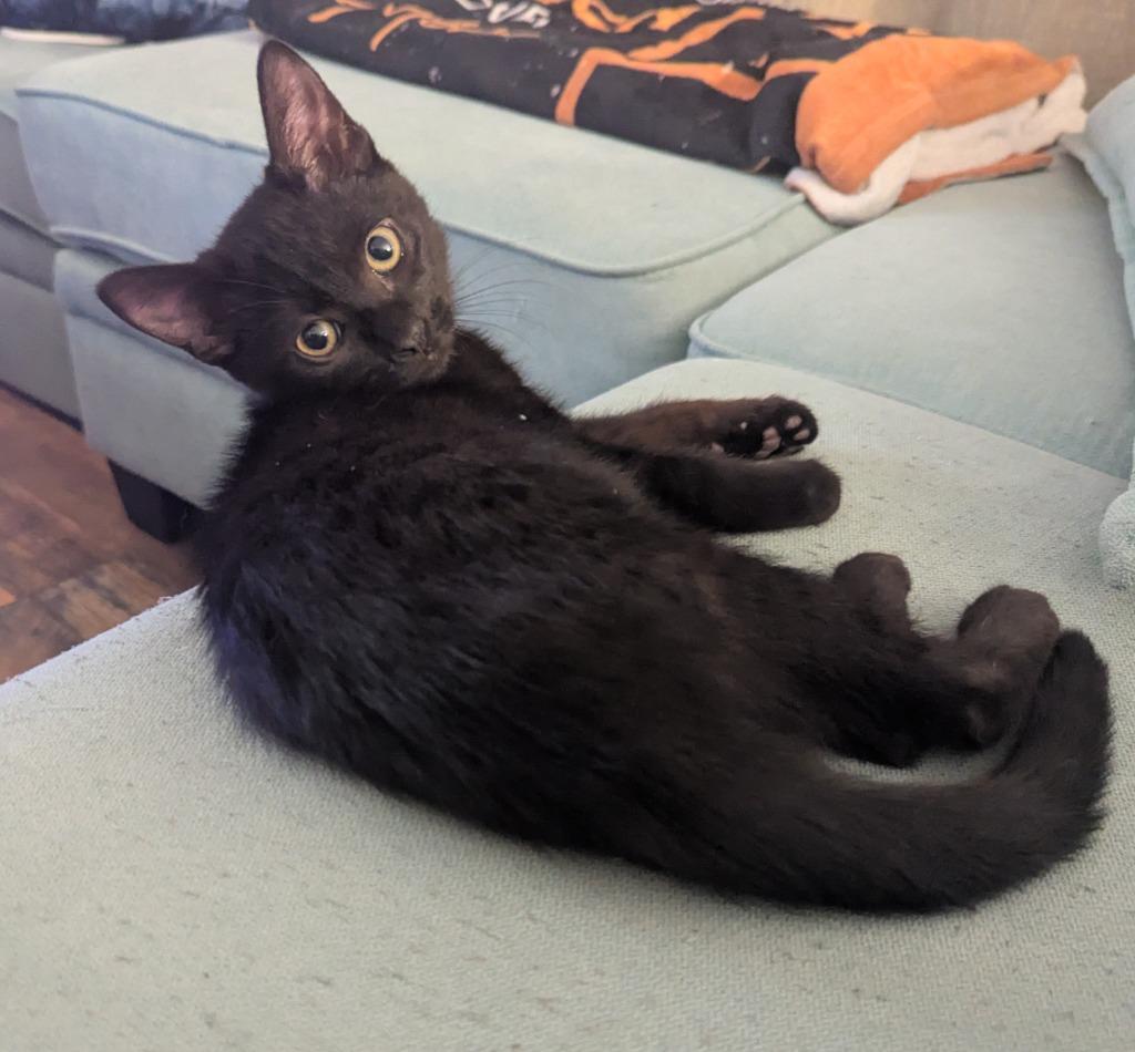 Enlarge Tomato, a Adoptable mixed breed in Logan, UT image 2/2