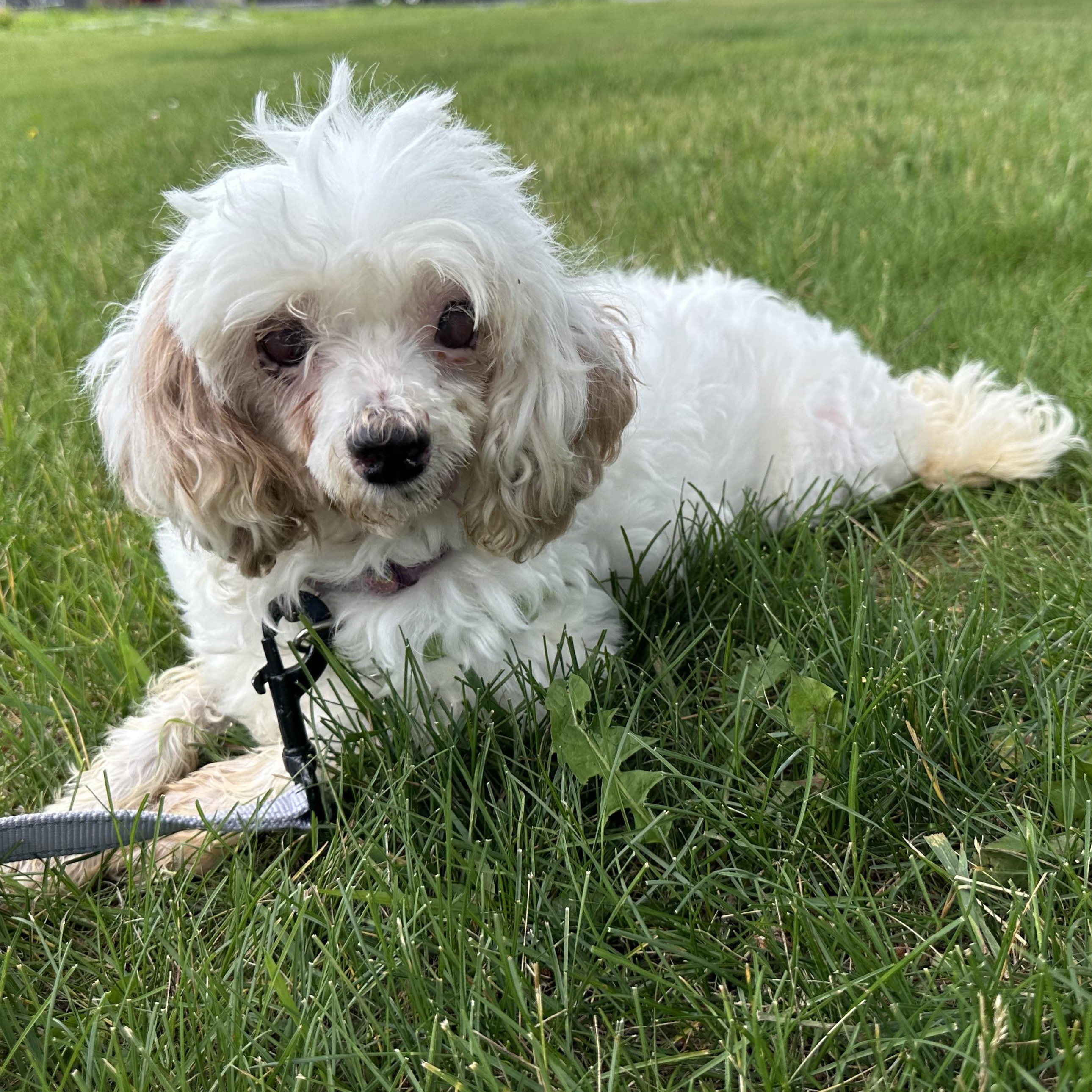 Charlotte - Blind, ADOPTABLE, Adult Female Poodle.
