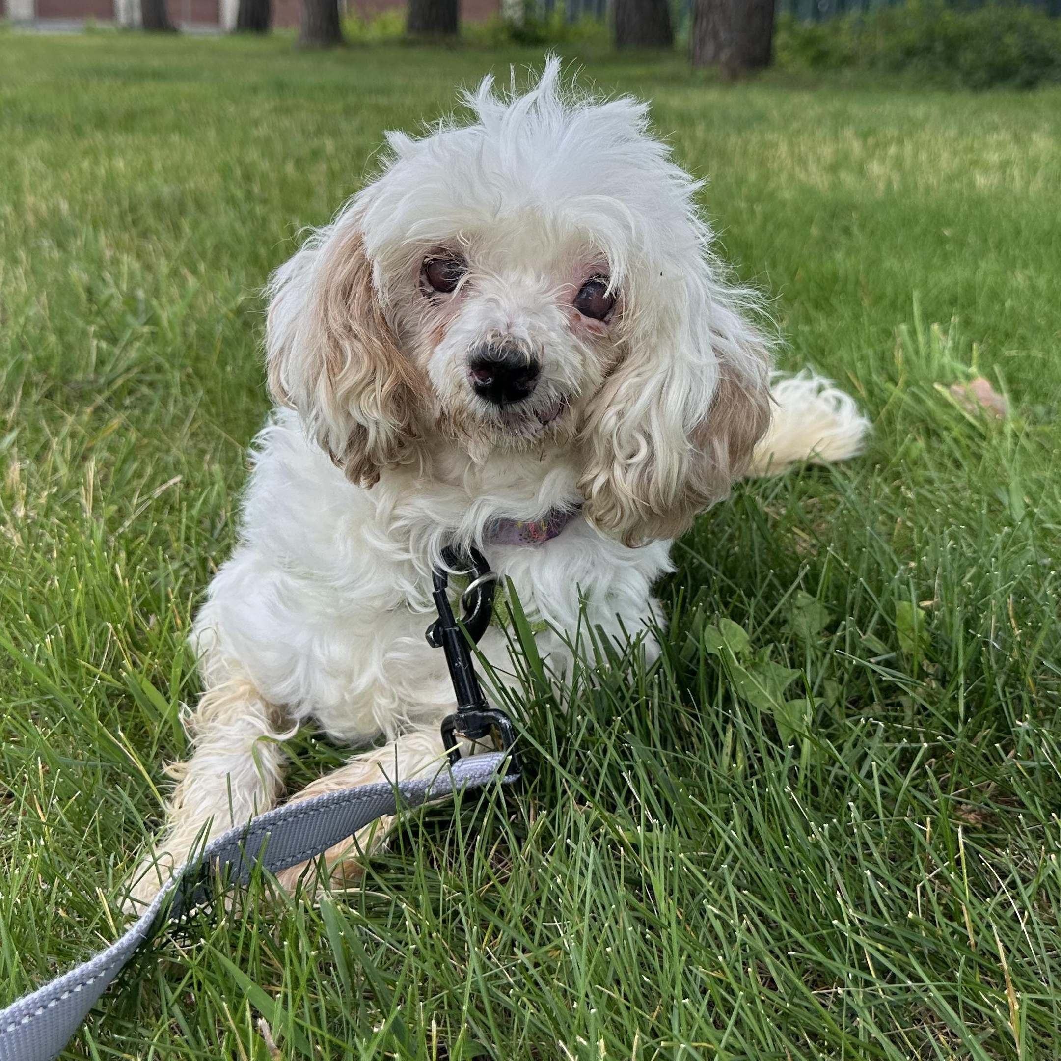 Charlotte - Blind, a ADOPTABLE Poodle in Hartland, WI image 4/6