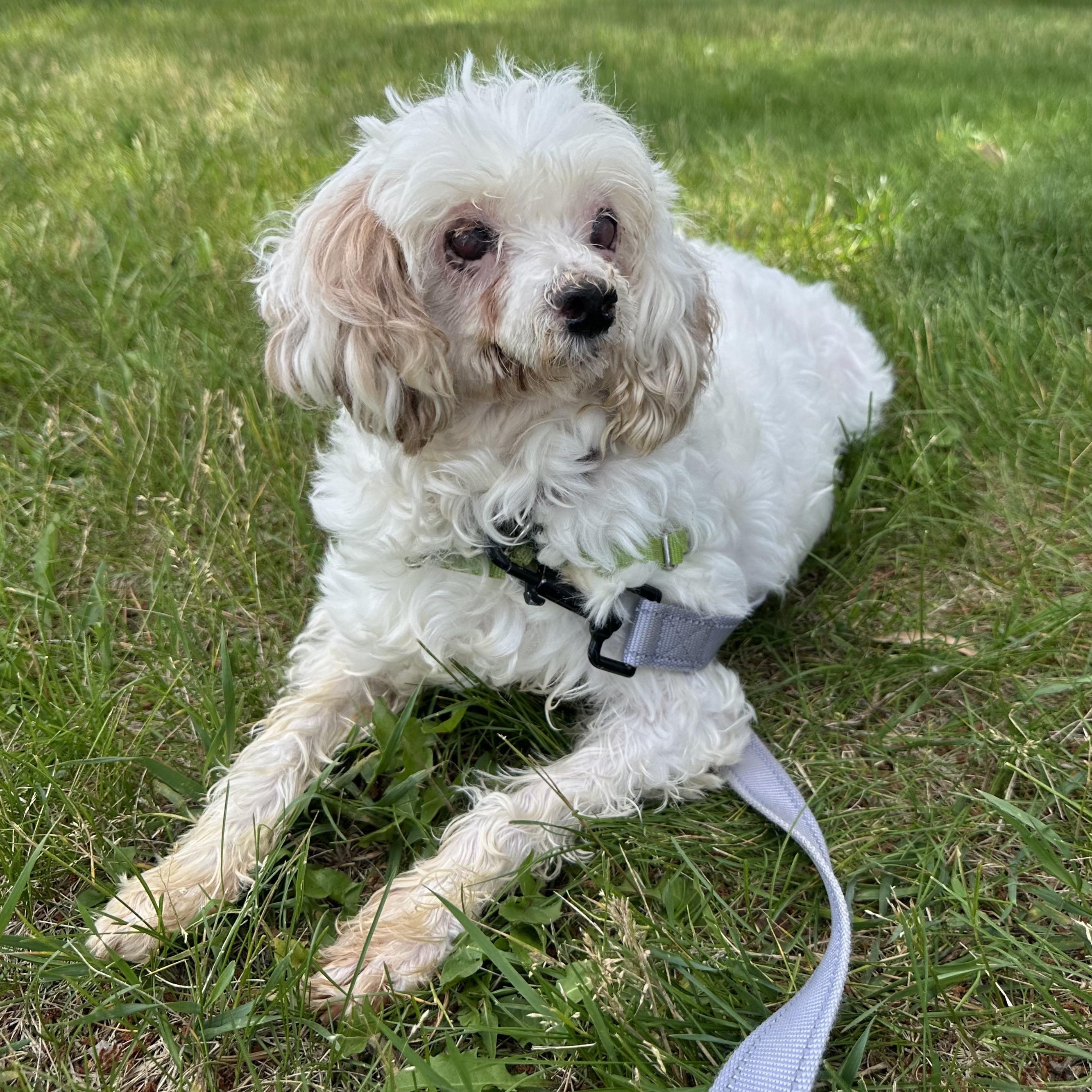 Charlotte - Blind, a ADOPTABLE Poodle in Hartland, WI image 2/6