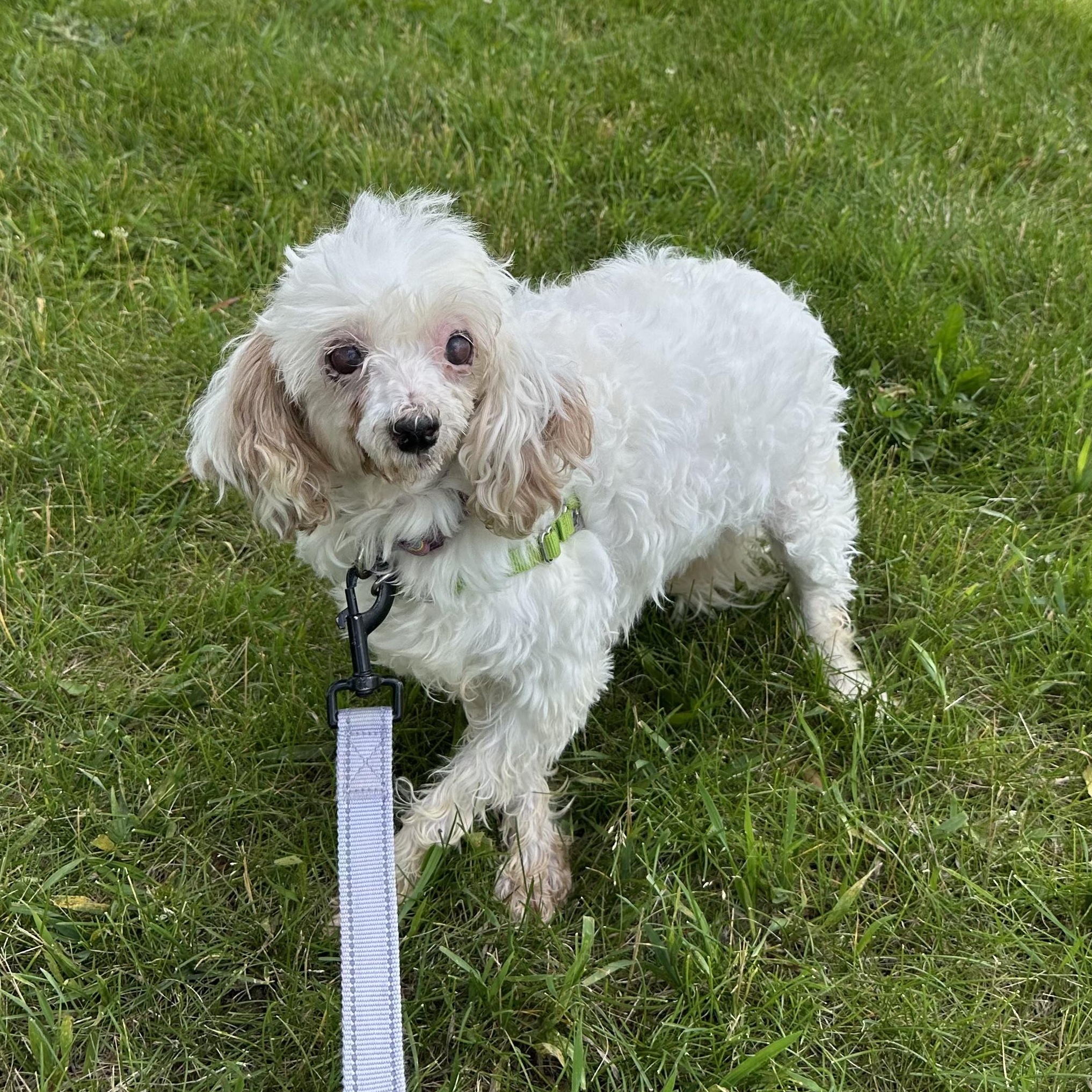 Charlotte - Blind, a ADOPTABLE Poodle in Hartland, WI image 3/6