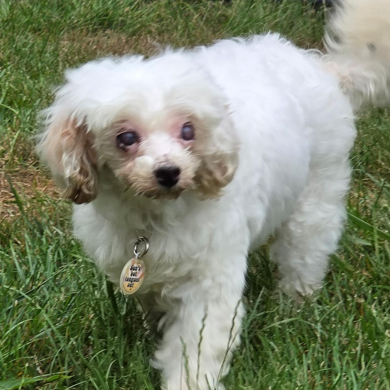 Charlotte, a ADOPTABLE Poodle in Hartland, WI image 2/6