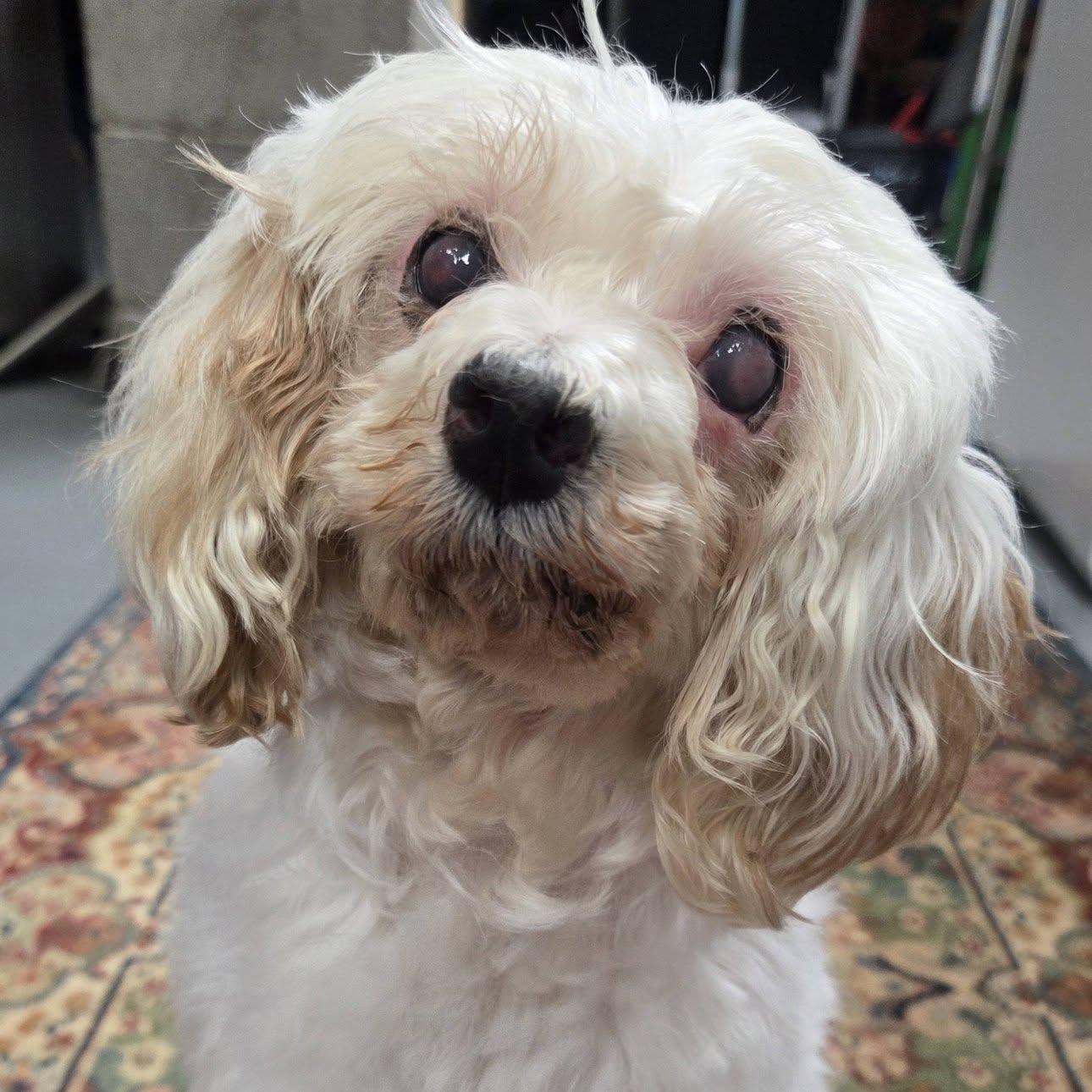 Enlarge Charlotte, a Adoptable Poodle in Hartland, WI image 1/6