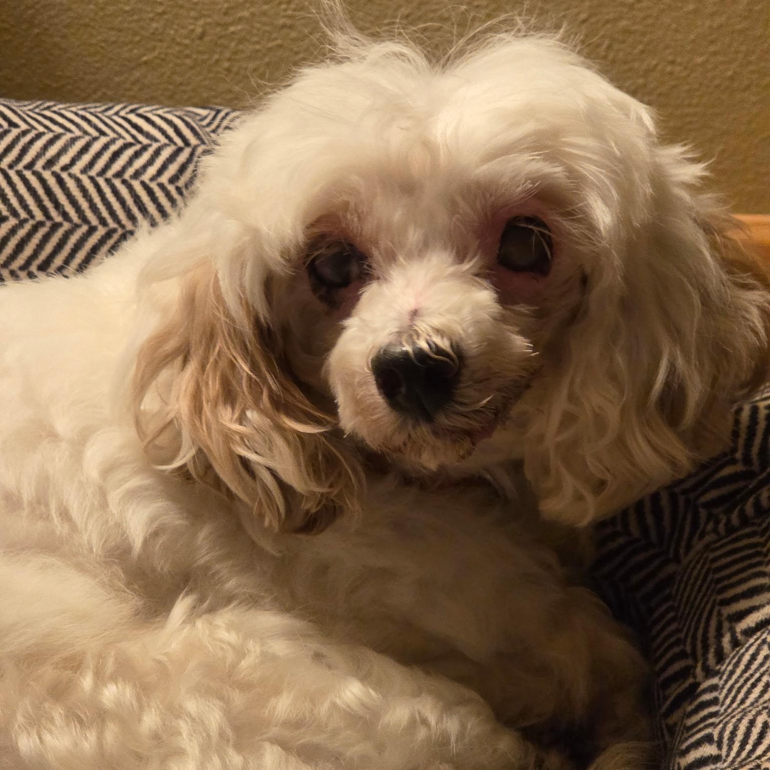 Charlotte, ADOPTABLE, Senior Female Poodle.