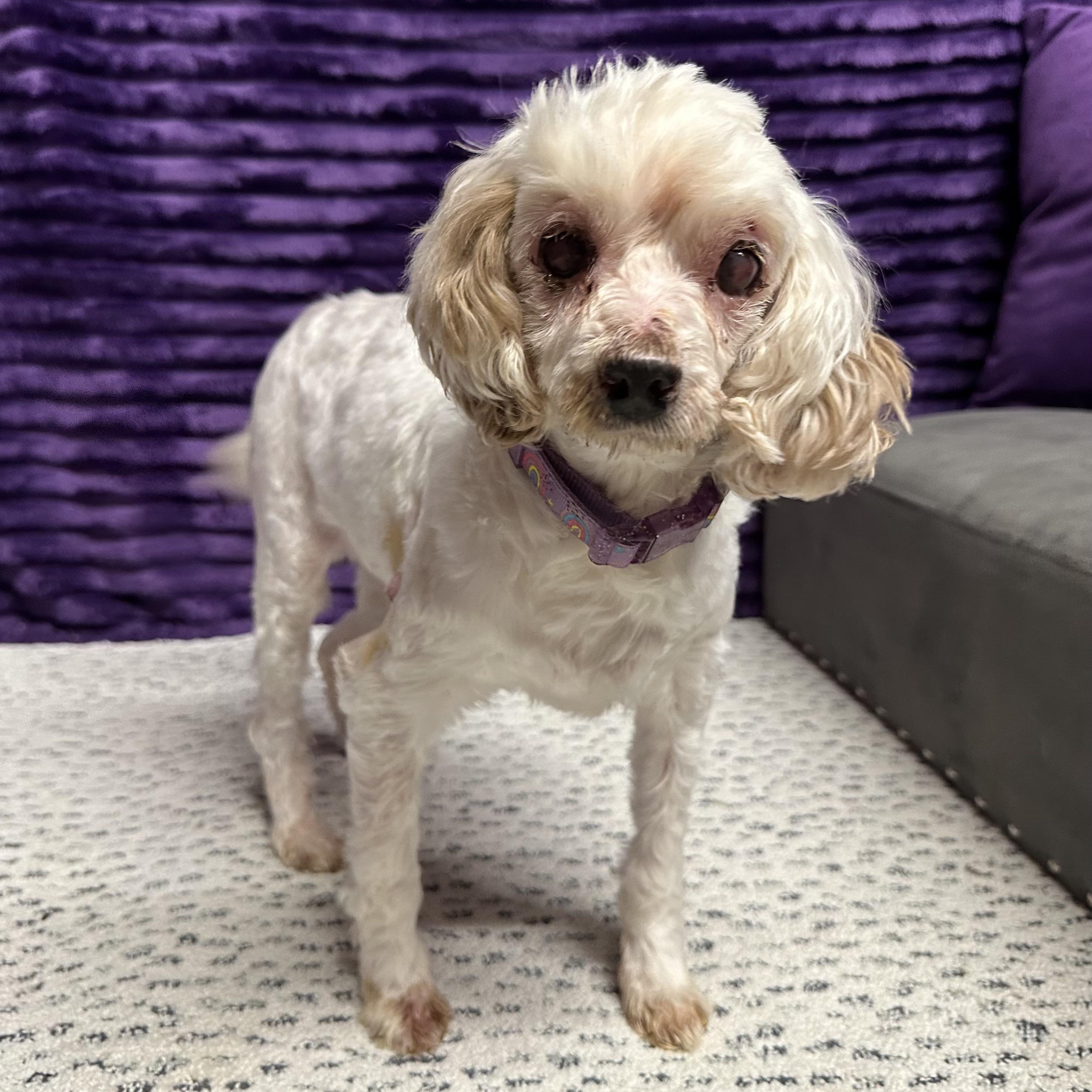 Charlotte - Blind, a ADOPTABLE Poodle in Hartland, WI image 5/6