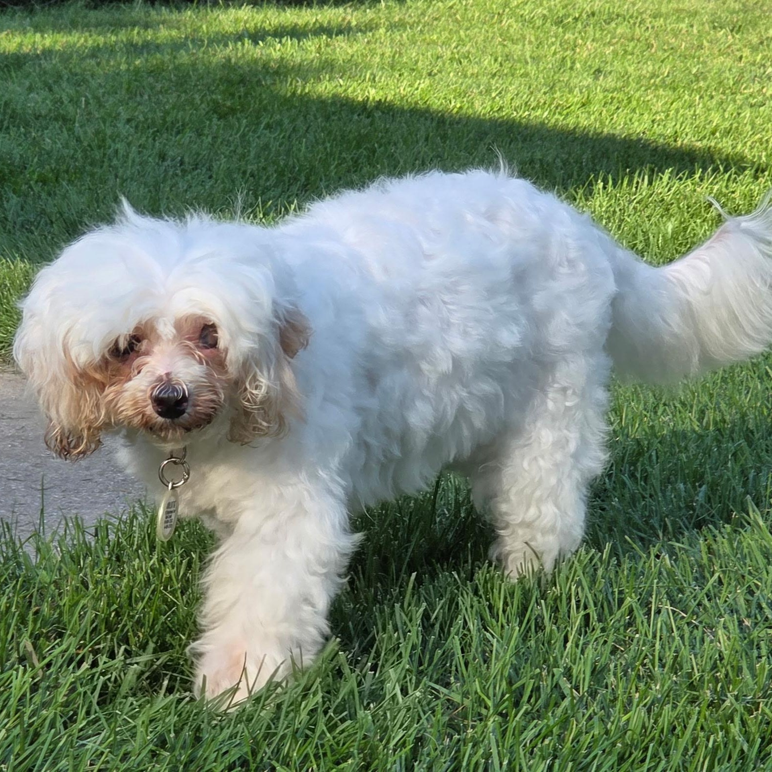 Enlarge Charlotte, a Adoptable Poodle in Hartland, WI image 2/6