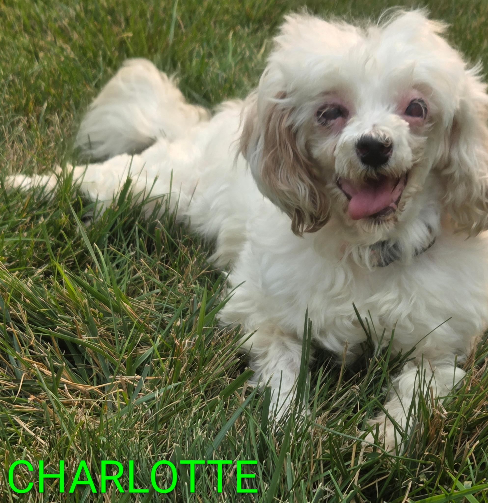 Charlotte, a ADOPTABLE Poodle in Hartland, WI image 2/6