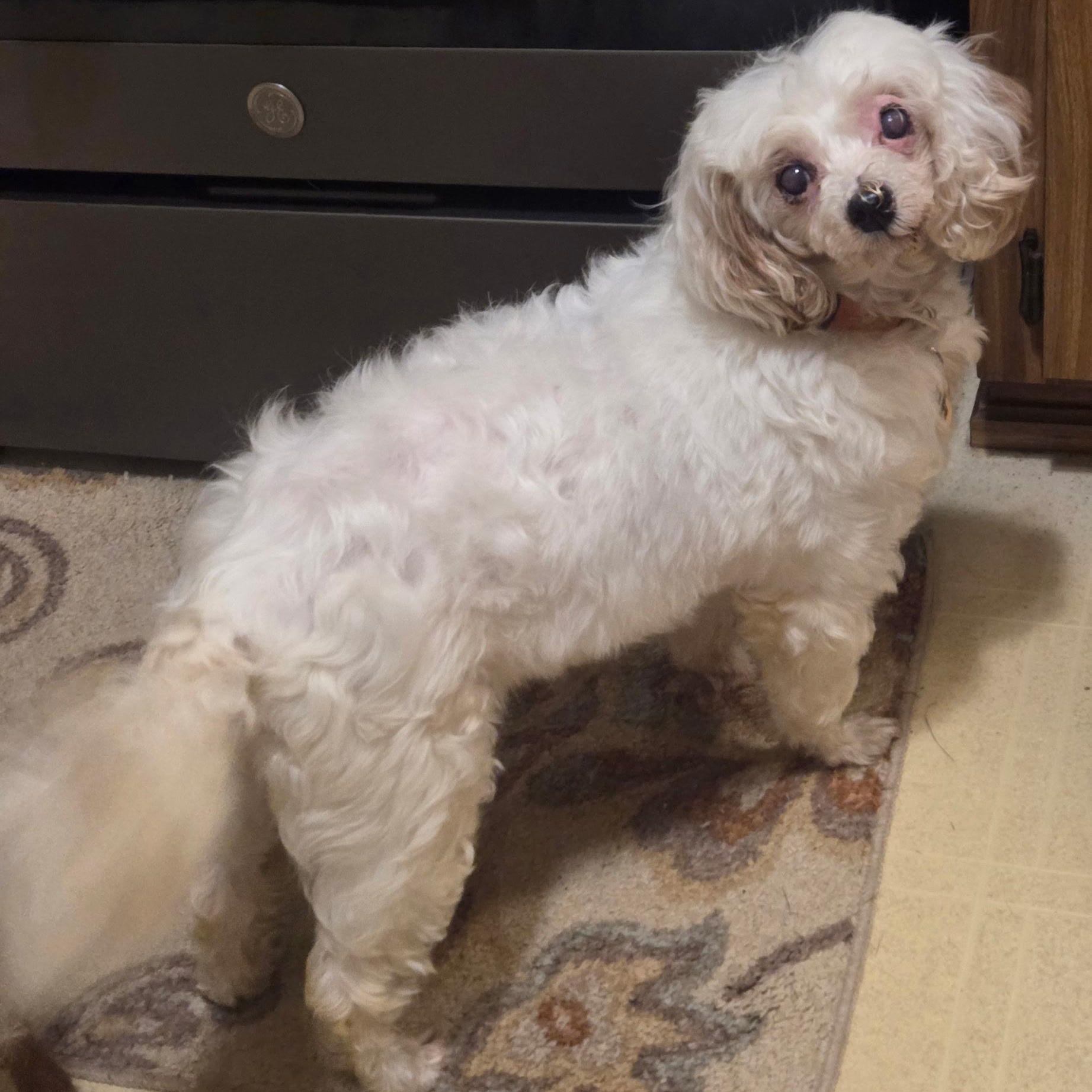 Charlotte, a ADOPTABLE Poodle in Hartland, WI image 5/6