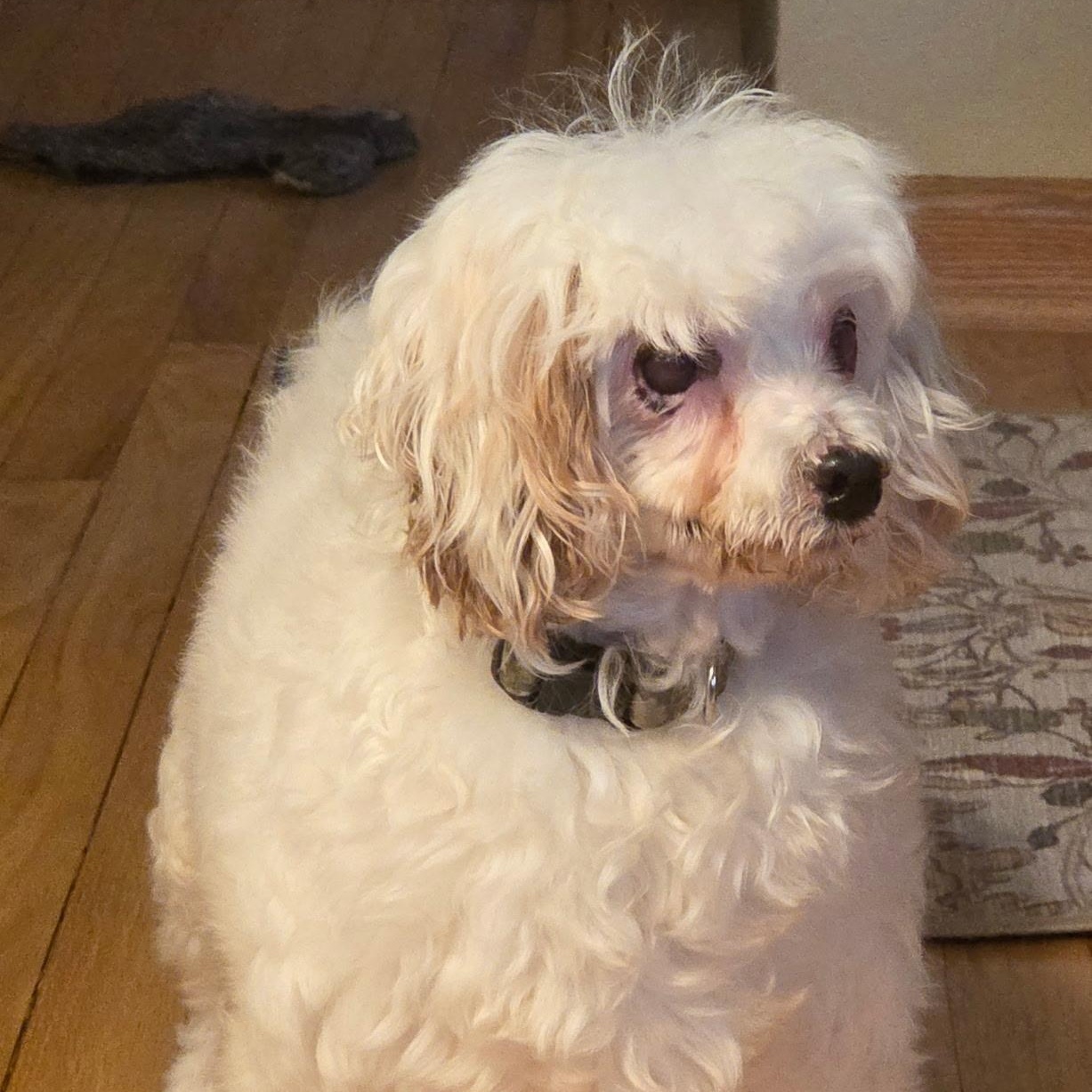 Charlotte, a ADOPTABLE Poodle in Hartland, WI image 4/6