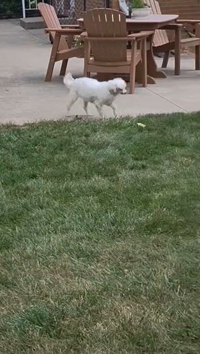 Enlarge Charlotte, a ADOPTABLE Poodle in Hartland, WI video 6/6
