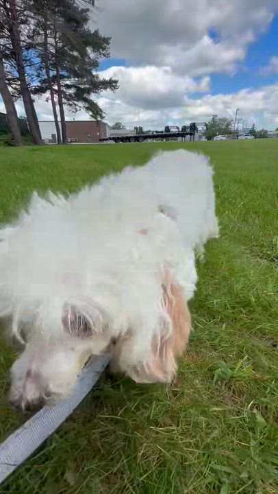 Enlarge Charlotte - Blind, a ADOPTABLE Poodle in Hartland, WI video 6/6