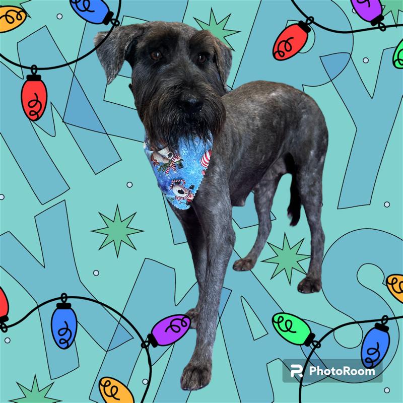 Olive, Adoptable, Adult Female Schnauzer.
