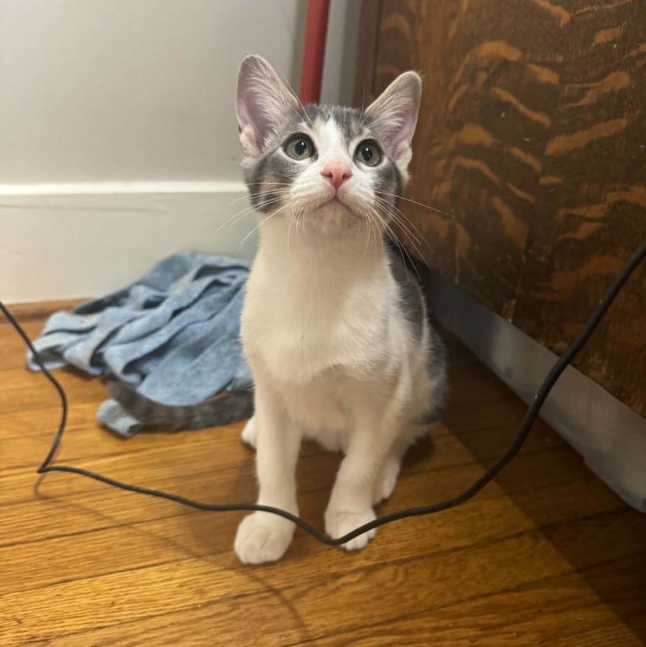 Enlarge Wingstop, a Adoptable Domestic Short Hair in Tulsa, OK image 2/3