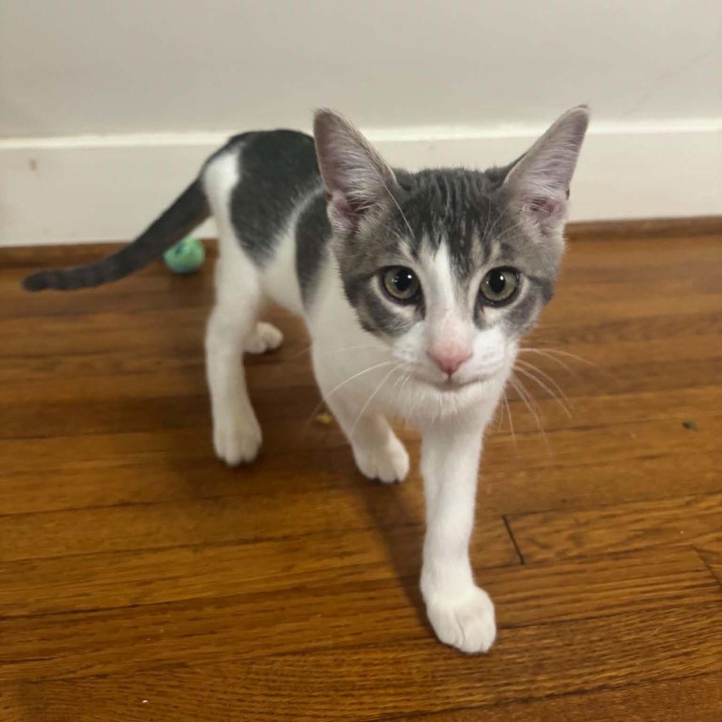 Enlarge Wingstop, a Adoptable Domestic Short Hair in Tulsa, OK image 3/3