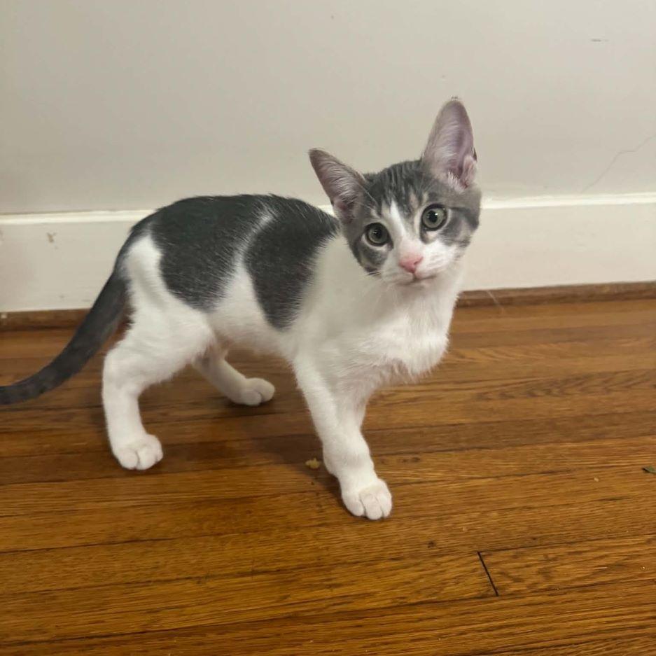 Wingstop, Adoptable, Kitten Male Domestic Short Hair.