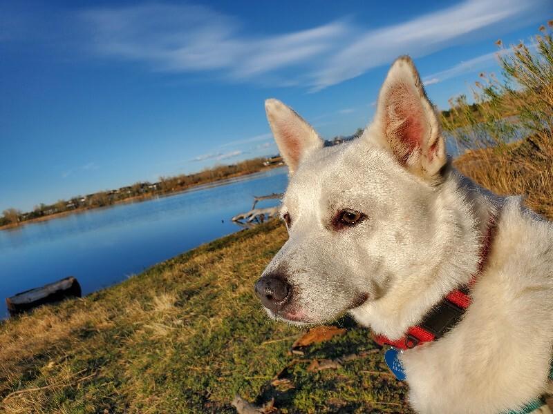 Buttercup, Adoptable, Adult Female Cattle Dog & Mixed Breed.