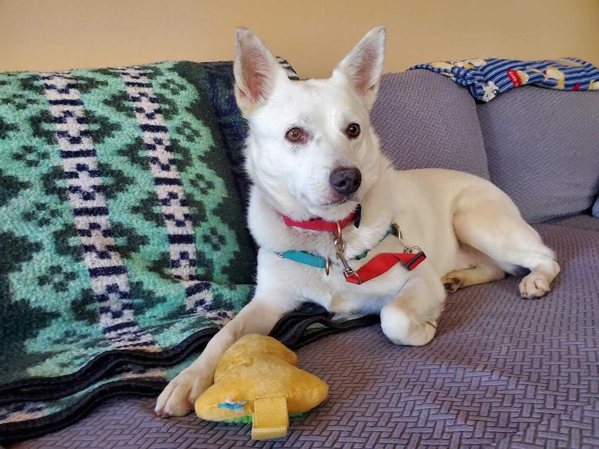 Enlarge Buttercup, a Adoptable mixed breed in Fort Collins, CO image 3/6