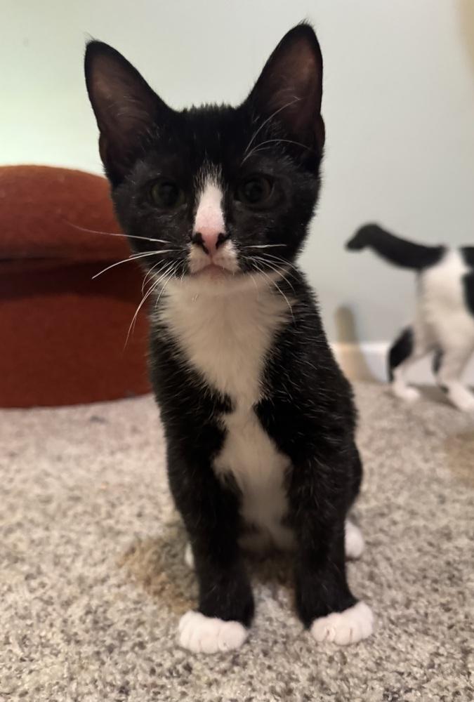 Mortimer - SR, Adoptable, Kitten Male Domestic Short Hair.