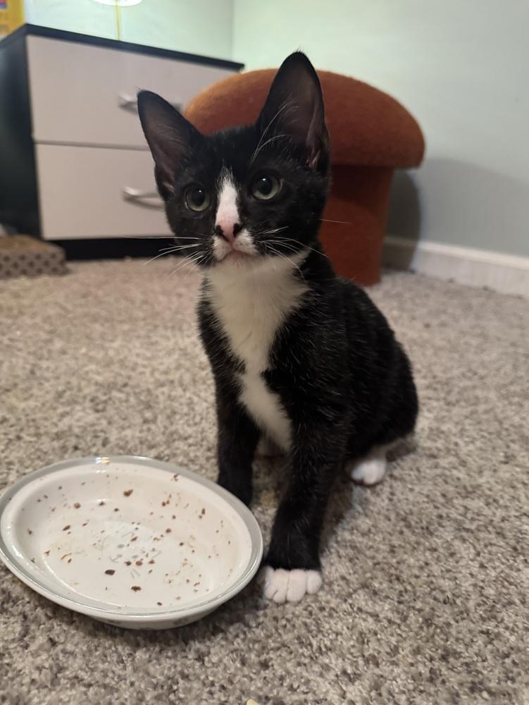 Enlarge Mortimer - SR, a Adoptable Domestic Short Hair in Greenville, SC image 2/2