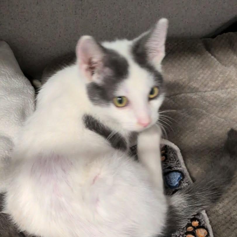 Enlarge M.M. (Michael Myers), a Adoptable Domestic Short Hair in Greenville, PA image 1/1