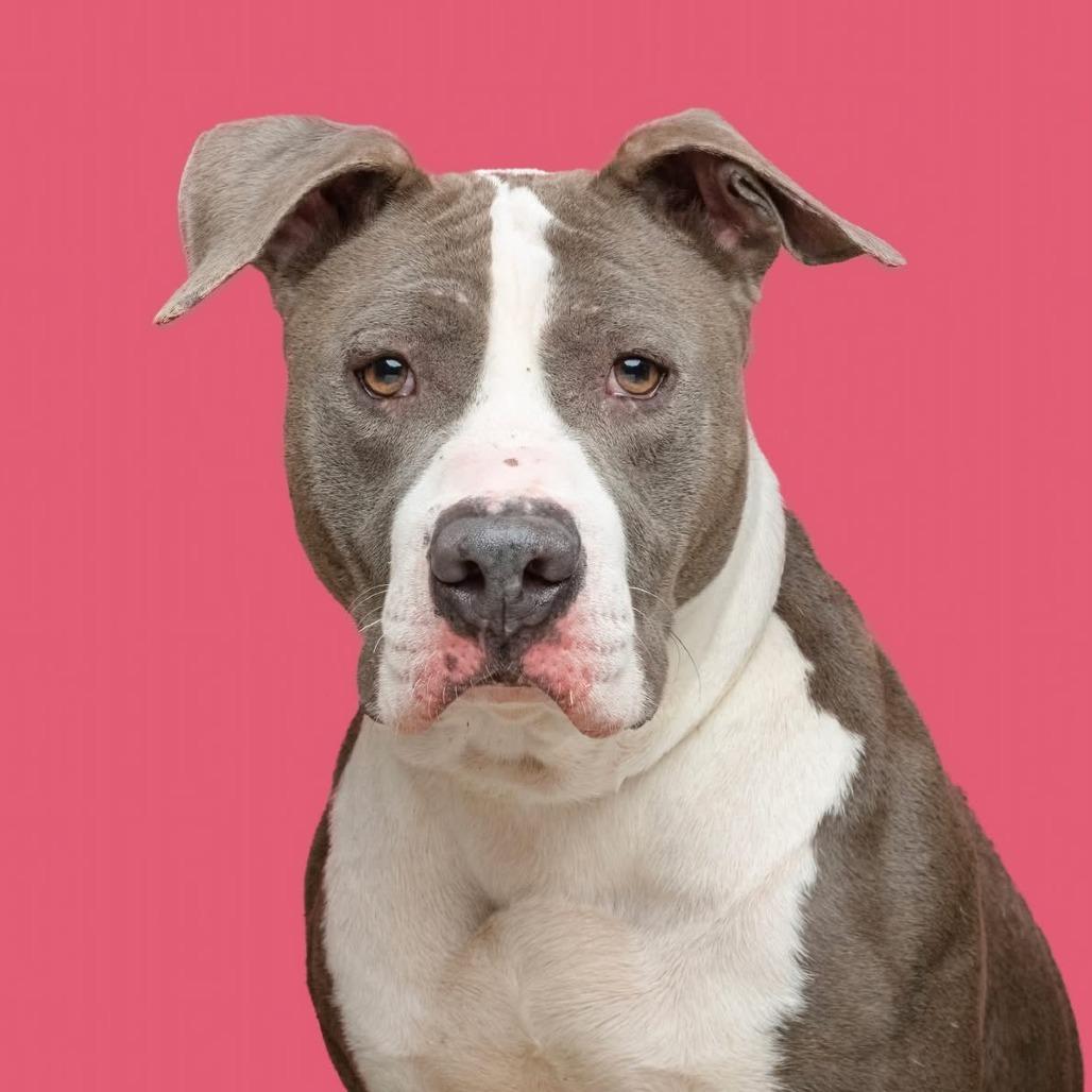 Marianne, Adoptable, Adult Female Pit Bull Terrier.