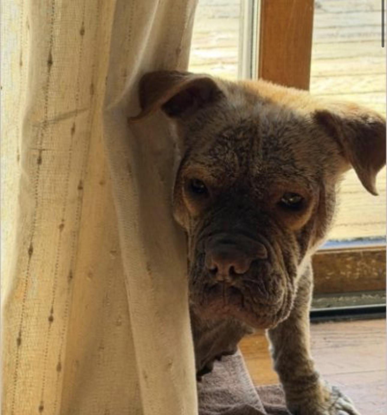 Brownie, ADOPTABLE, Adult Female English Bulldog.
