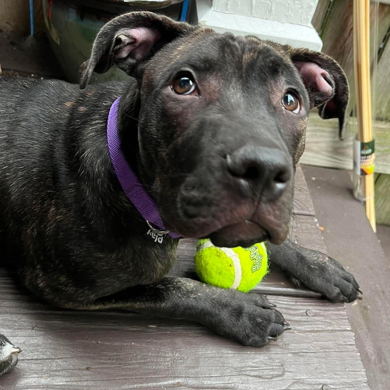 Caesar, a ADOPTABLE mixed breed in Rochester, NY image 1/6