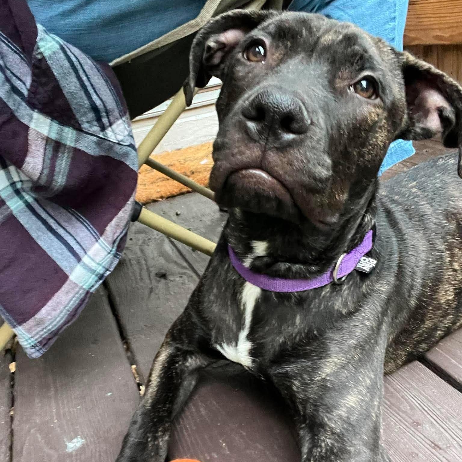 Caesar, a ADOPTABLE mixed breed in Rochester, NY image 2/6