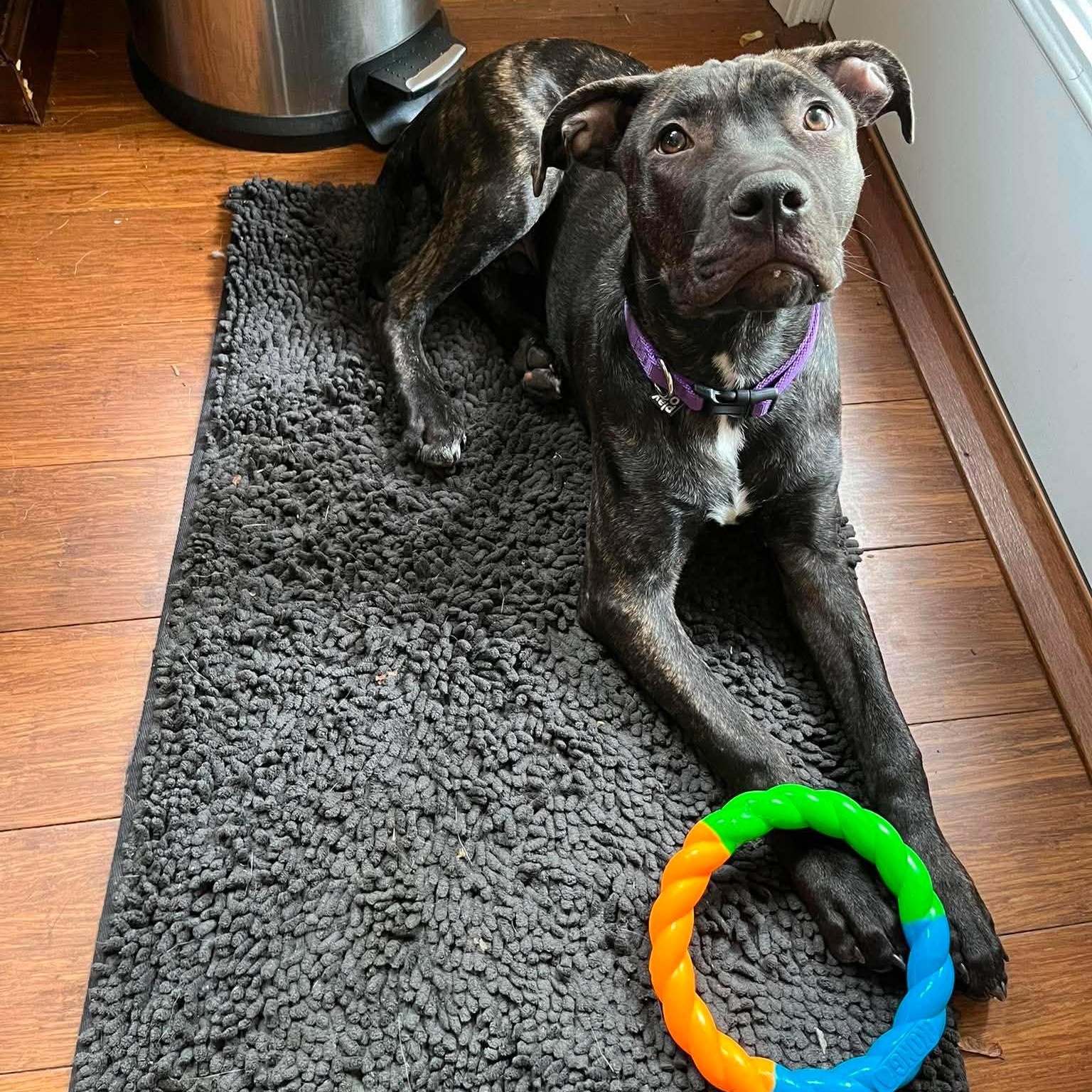 Caesar, a ADOPTABLE mixed breed in Rochester, NY image 3/6