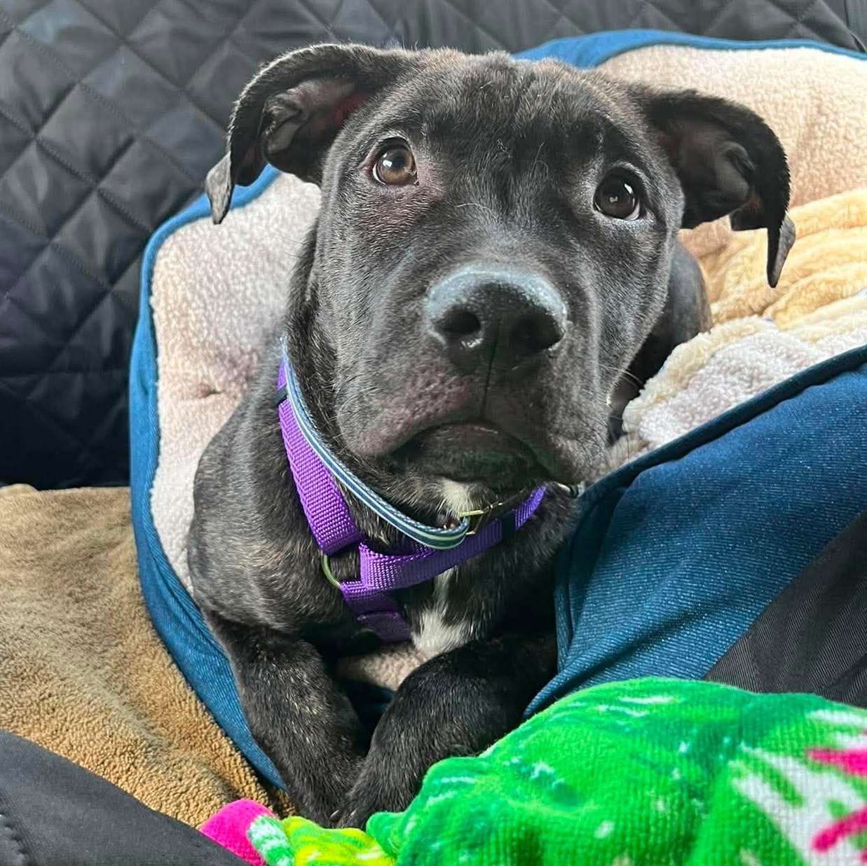 Caesar, a ADOPTABLE mixed breed in Rochester, NY image 4/6