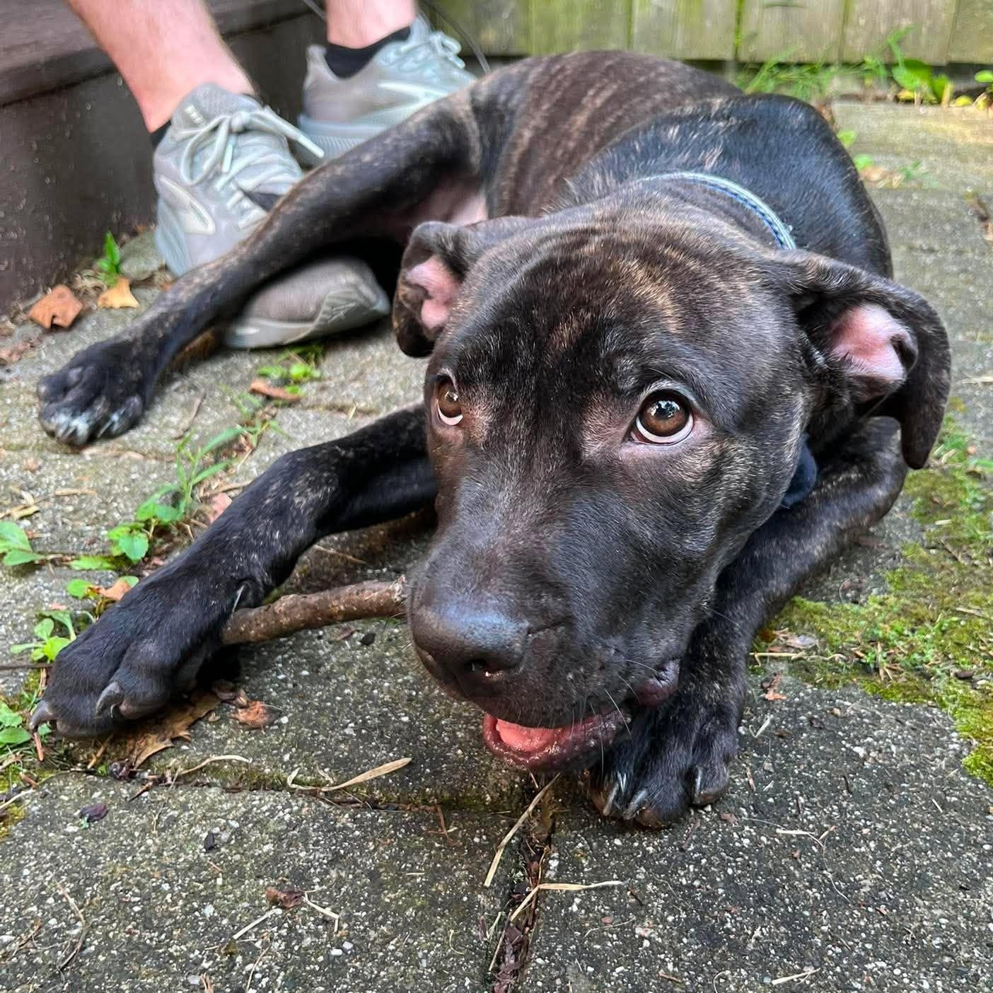 Caesar, a ADOPTABLE mixed breed in Rochester, NY image 6/6