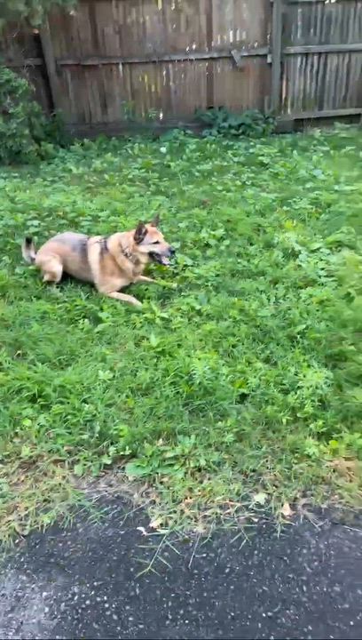 Enlarge Caesar, a ADOPTABLE mixed breed in Rochester, NY video 5/6