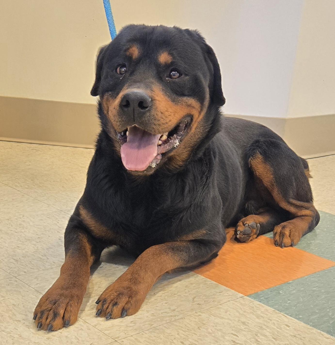 Enlarge Dozer, an adopted Rottweiler in Bluffton, IN image 1/1
