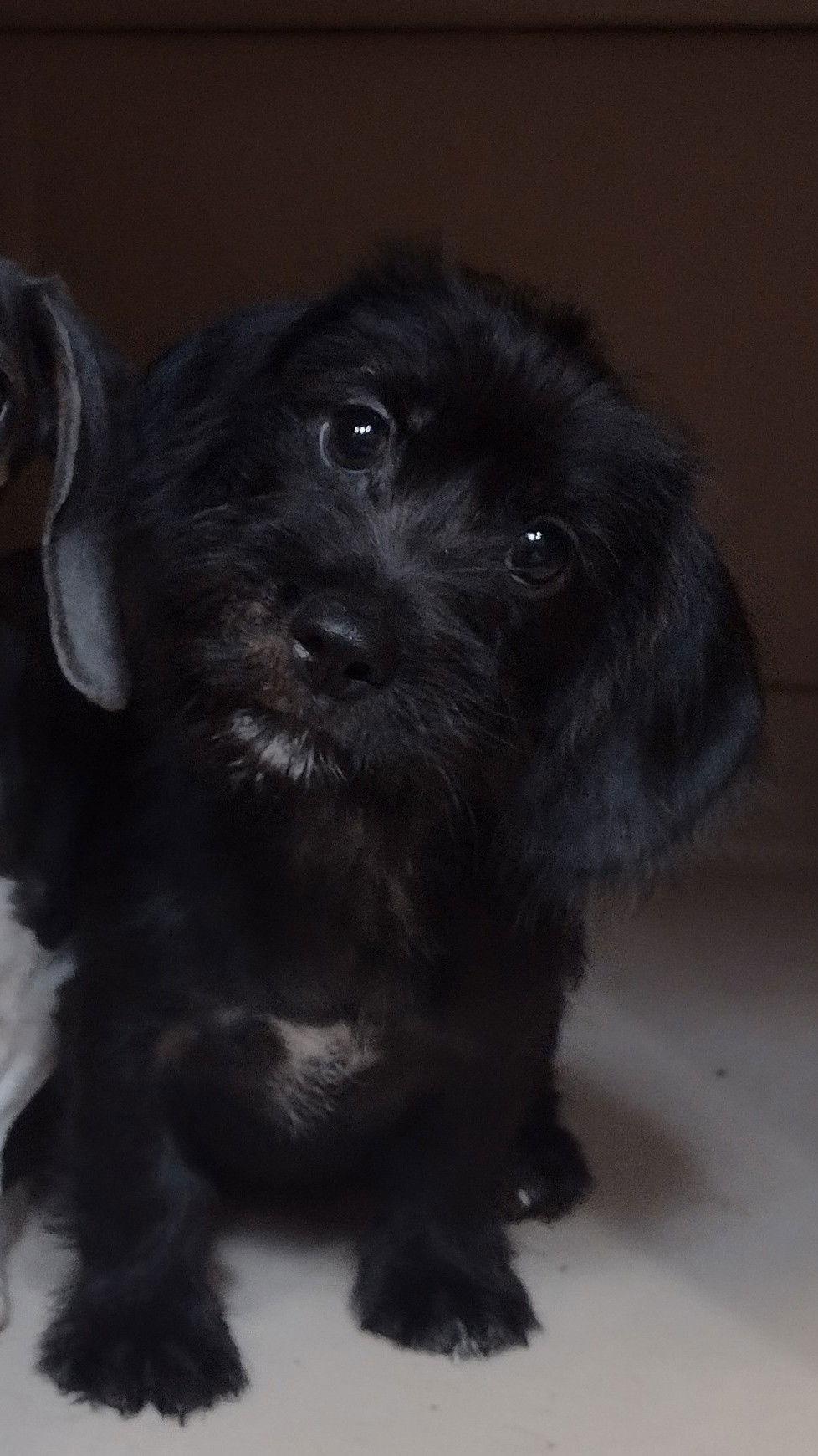 Boji, Adopted, Puppy Male Dachshund & Shih Tzu.