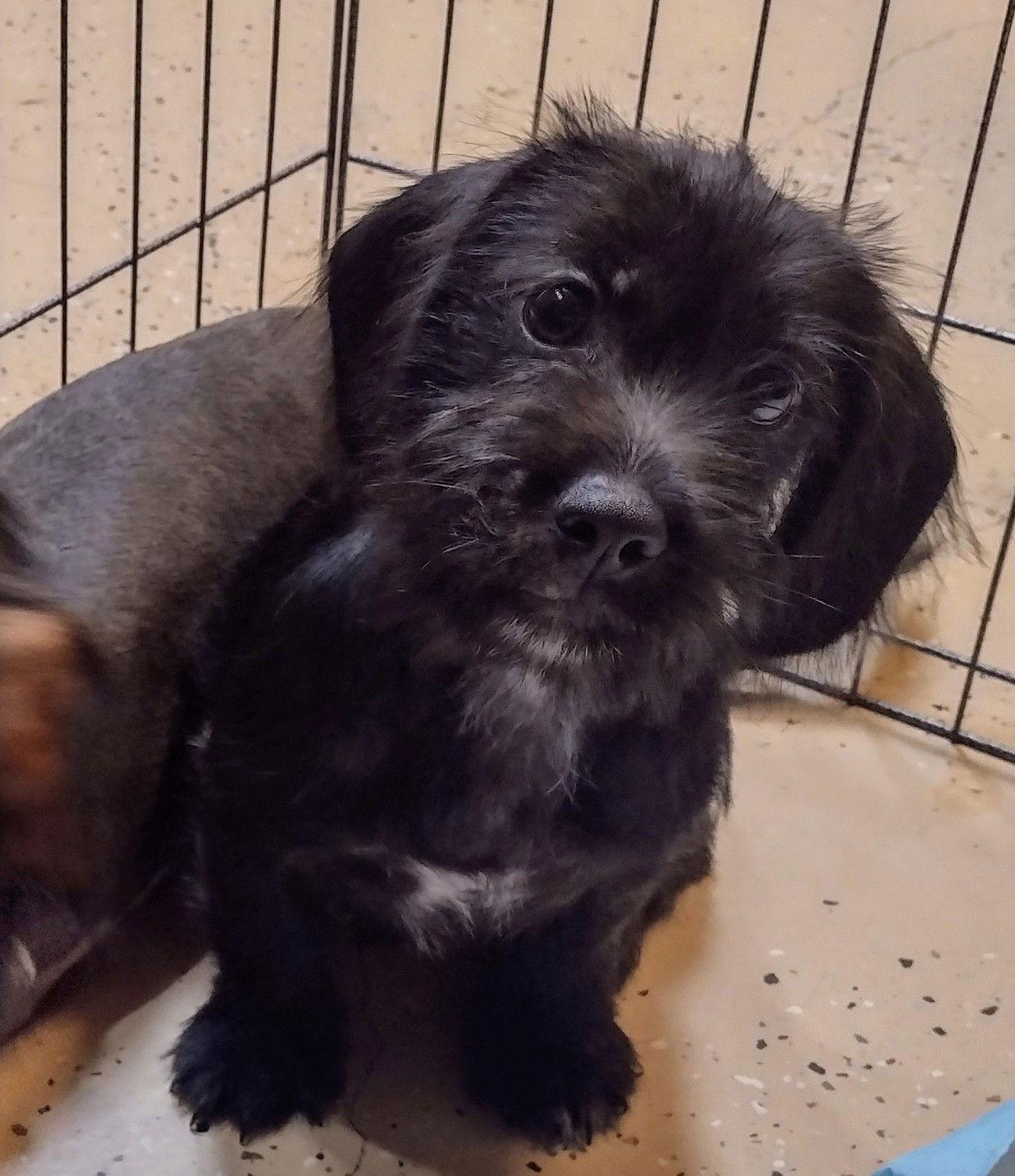 Enlarge Boji, a Adopted mixed breed in Sioux Falls, SD image 2/2