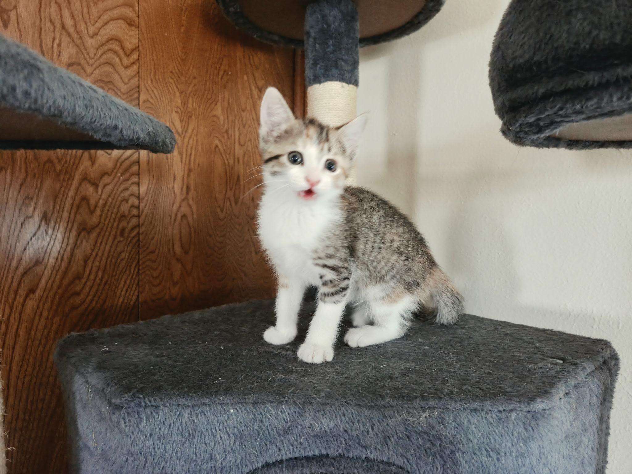 Bikini, ADOPTABLE, Kitten Female Calico.