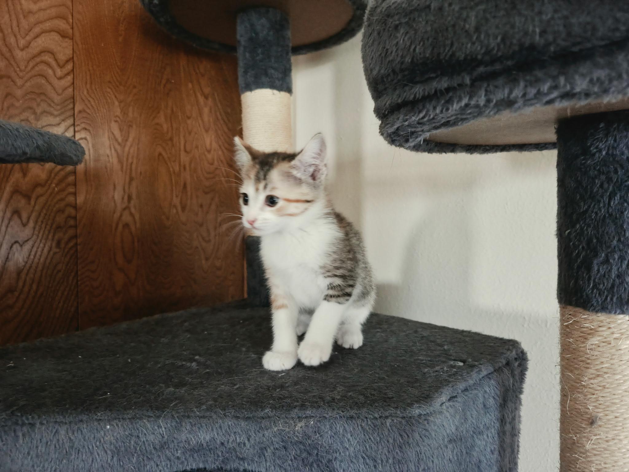 Enlarge Bikini, a ADOPTABLE Calico in Carnegie, OK image 2/2