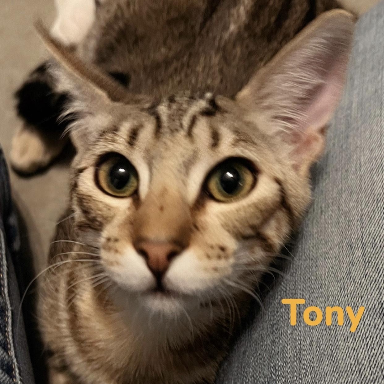 Tony, Adoptable, Kitten Male Tabby & Oriental Tabby.