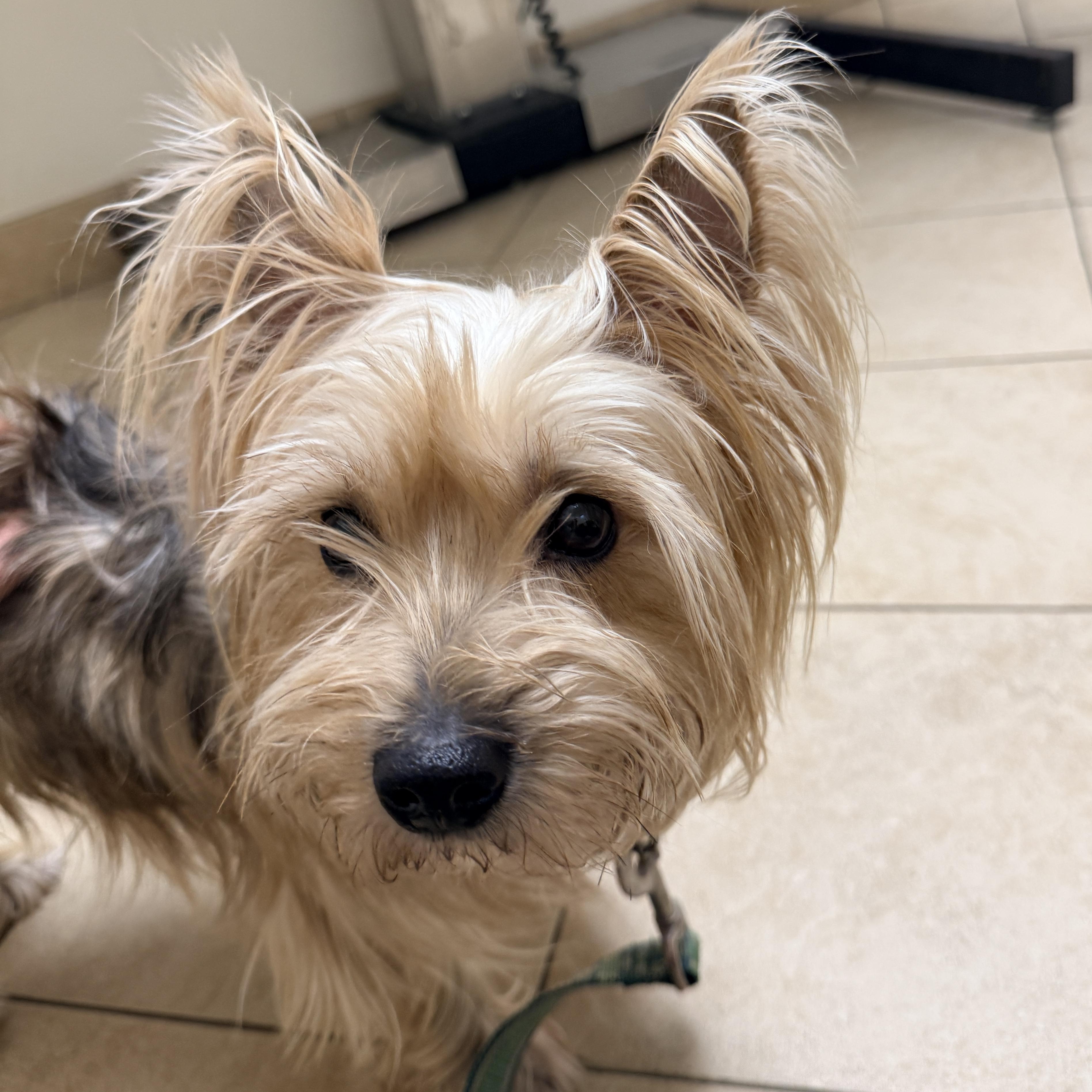 Mindy , ADOPTABLE, Adult Female Yorkshire Terrier.