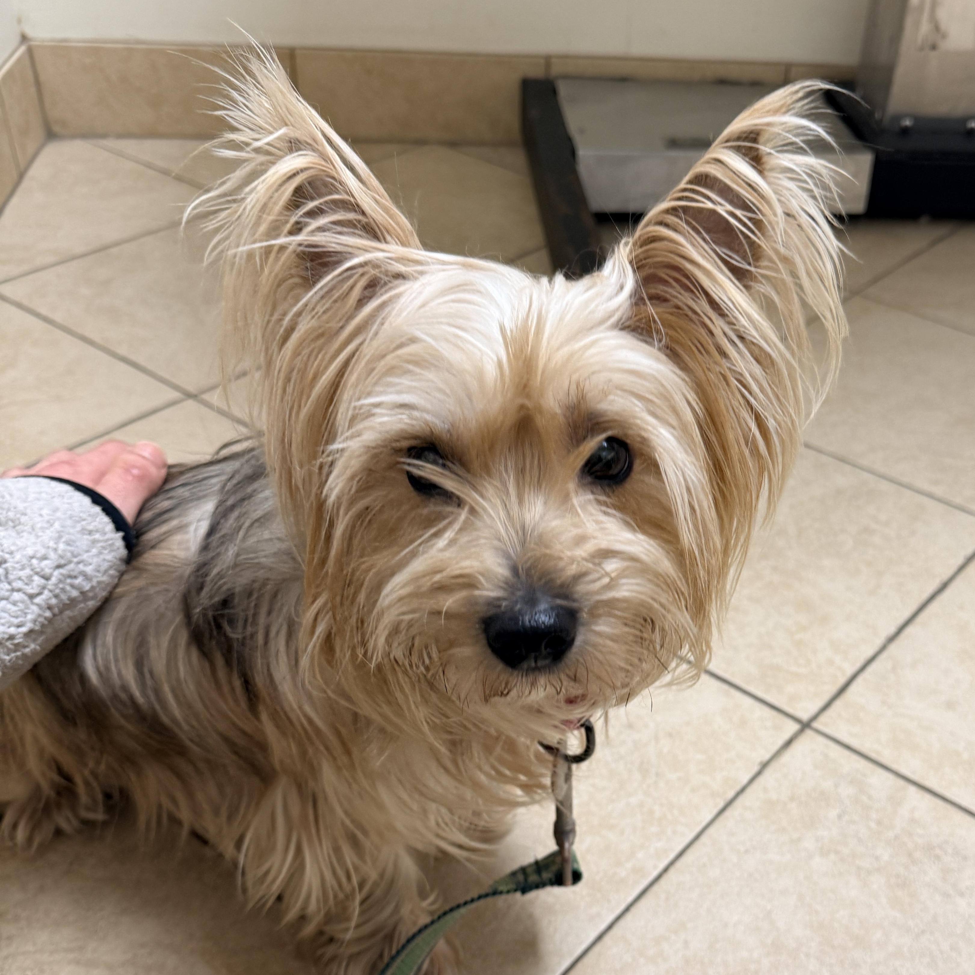 Enlarge Mindy , a ADOPTABLE Yorkshire Terrier in Columbia, MD image 3/4