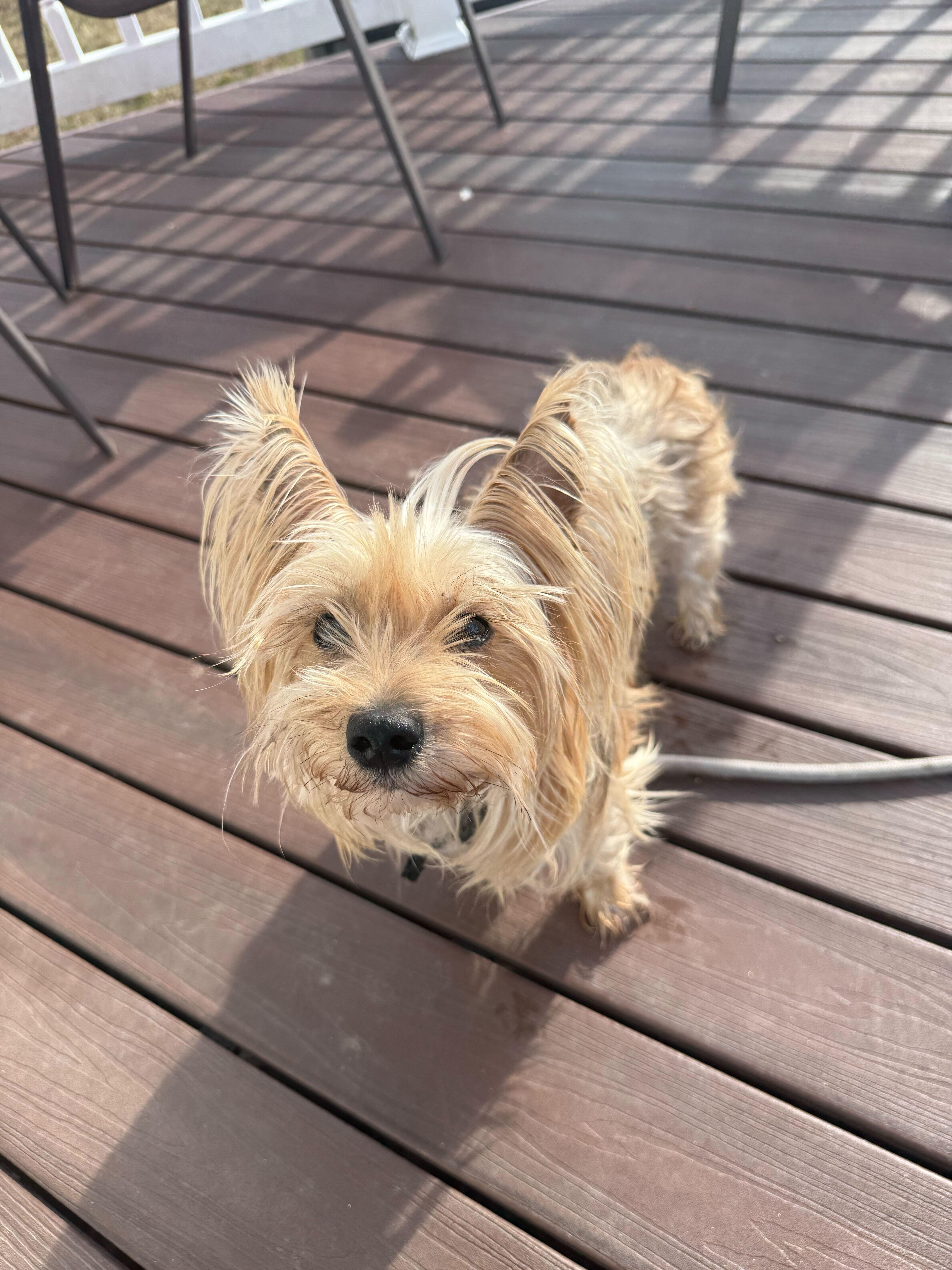 Enlarge Mindy , a ADOPTABLE Yorkshire Terrier in Columbia, MD image 2/4
