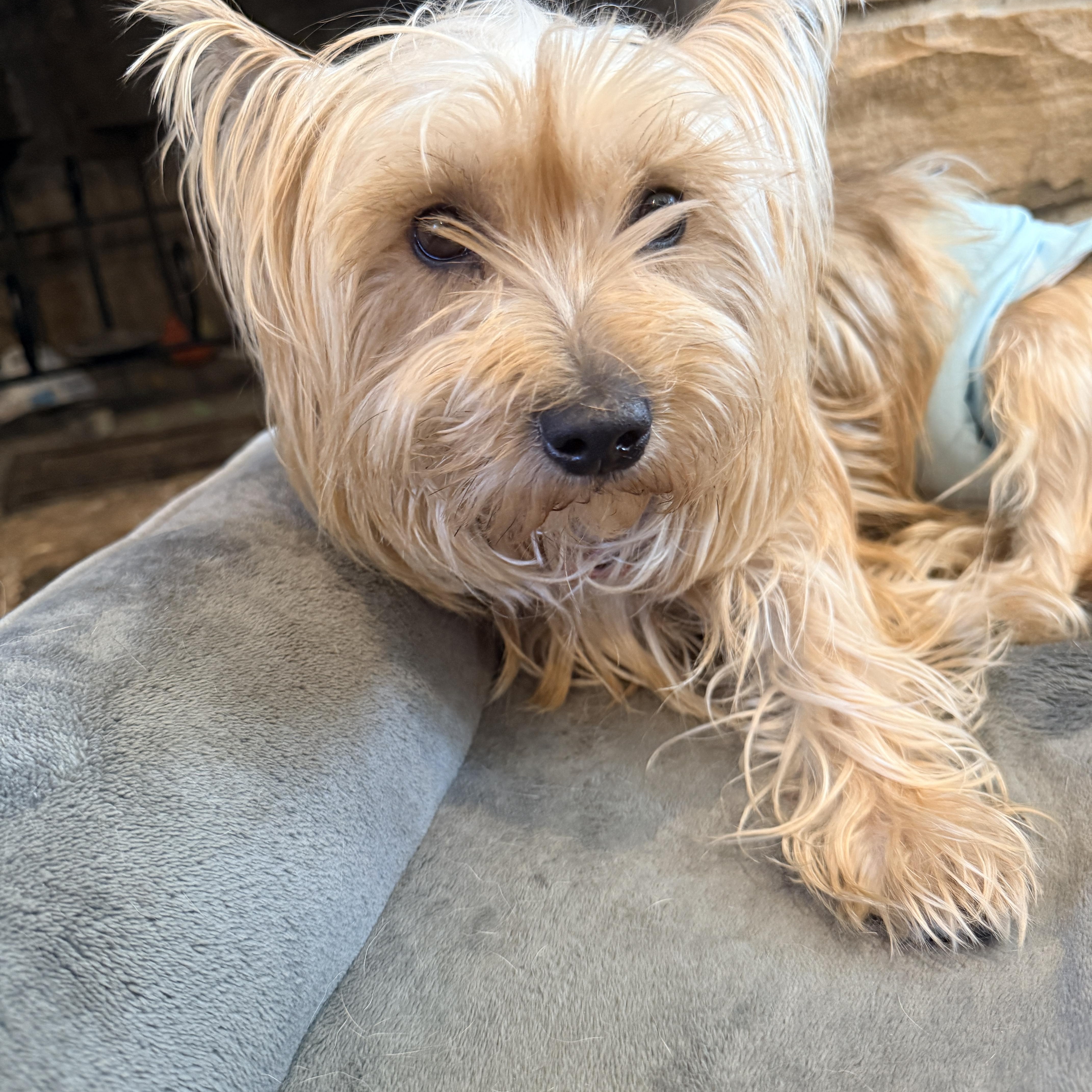 Enlarge Mindy , a ADOPTABLE Yorkshire Terrier in Columbia, MD image 4/4
