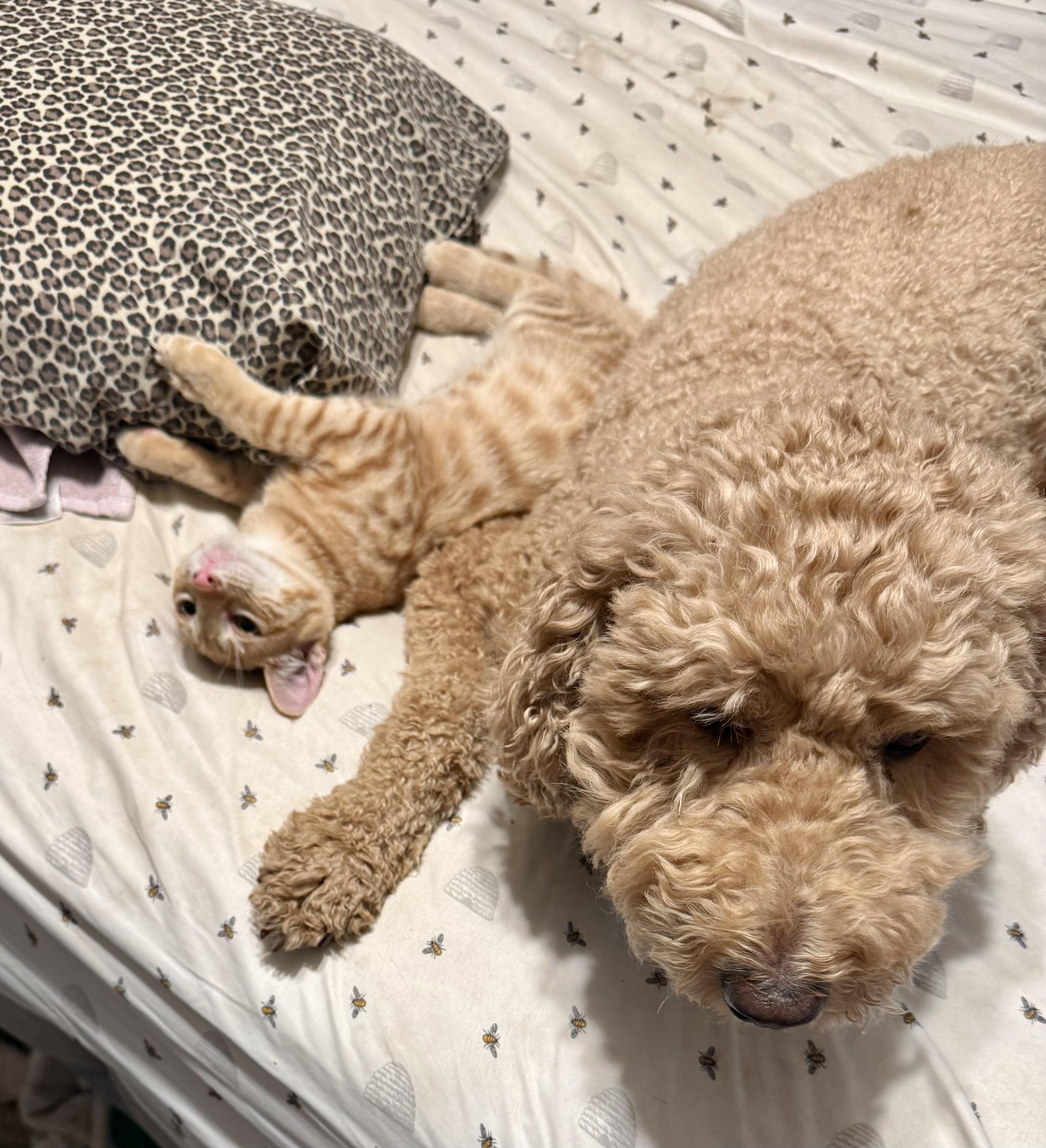 Enlarge Tiger and Snowman, a Adopted mixed breed in Mission Viejo, CA image 6/6