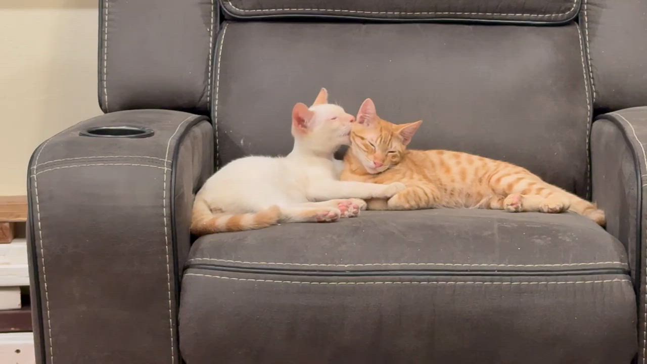 Enlarge Tiger and Snowman, a Adopted mixed breed in Mission Viejo, CA video 5/6