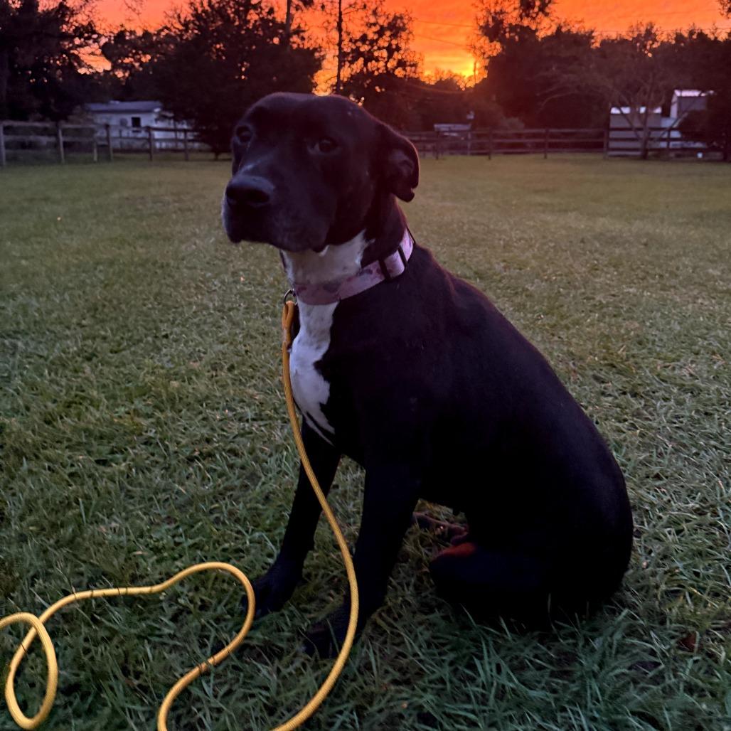 Enlarge Lola, a Adoptable mixed breed in Melrose, FL image 1/2