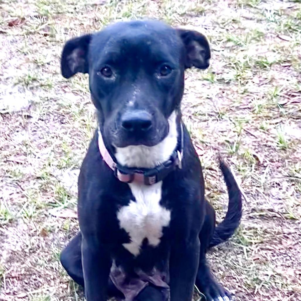 Enlarge Lola, a Adoptable mixed breed in Melrose, FL image 2/2