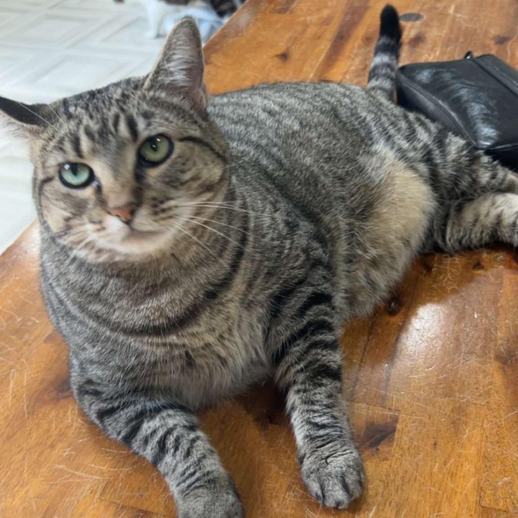 Annie, Adoptable, Young Female Domestic Short Hair.