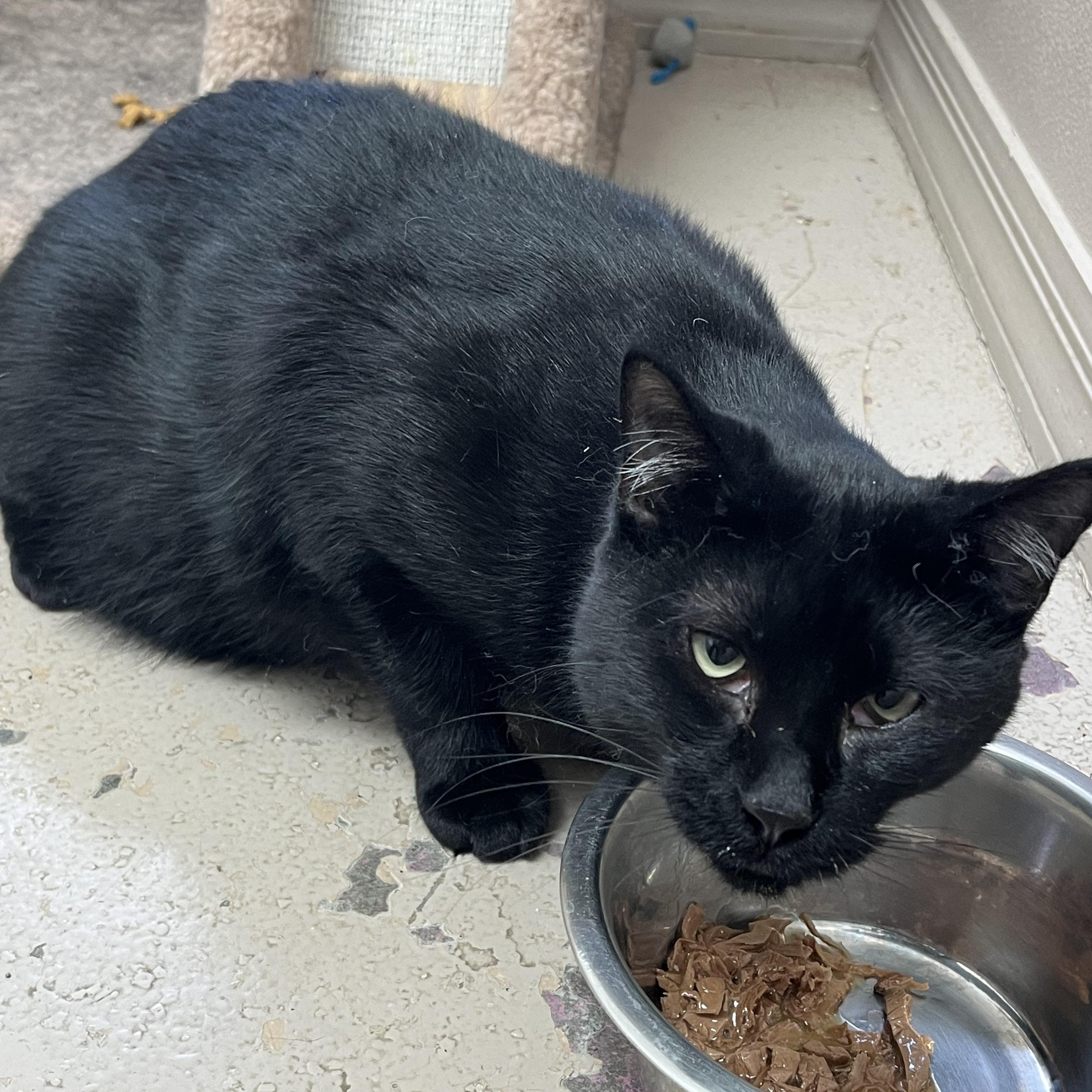 STAR, a Adoptable Domestic Short Hair in Carthage, IL image 3/4