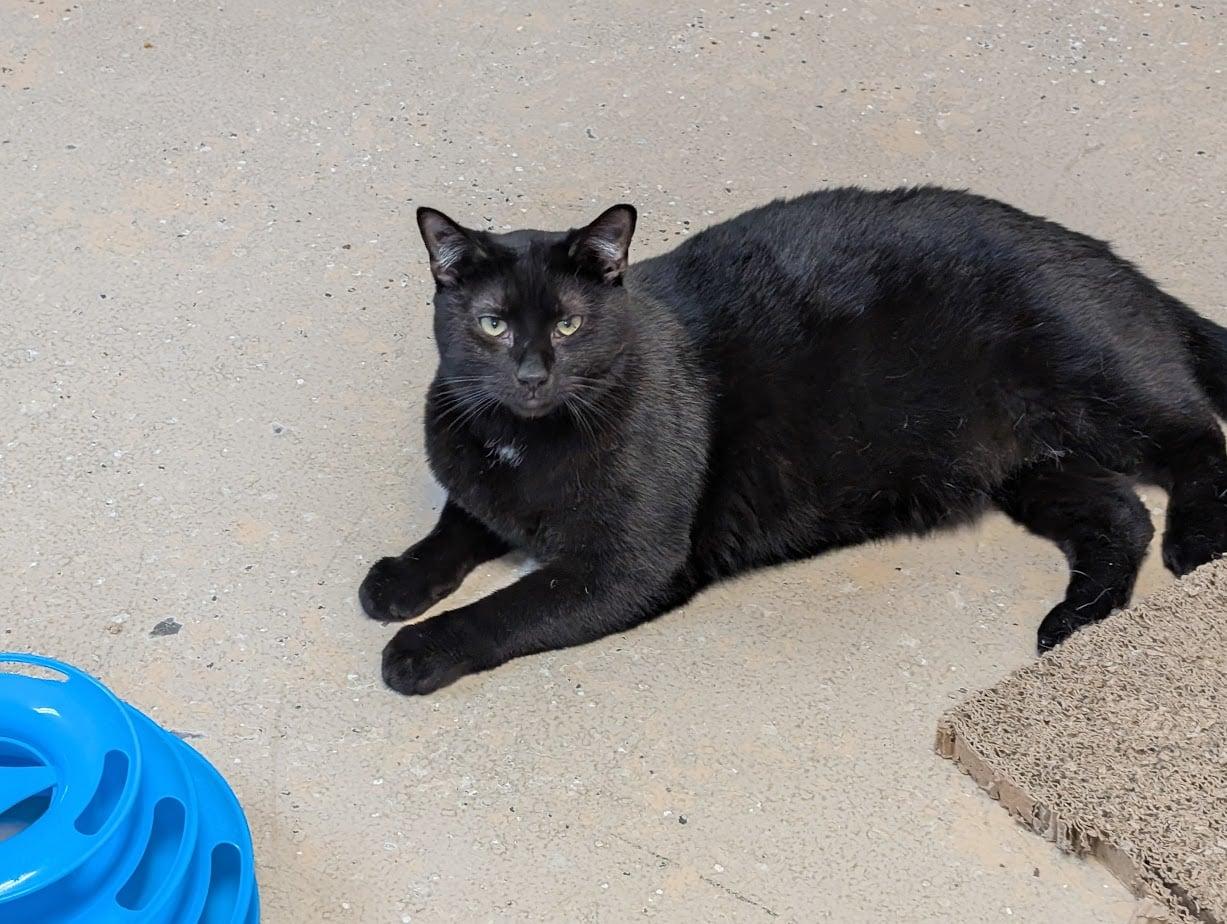STAR, Adoptable, Young Male Domestic Short Hair.